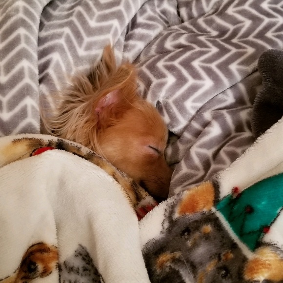 Meet your Posher, Angelina - Picture 1 of 1